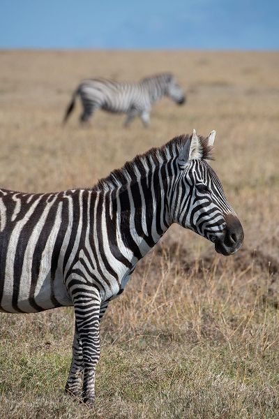 Hopkins, Cindy Miller 아티스트의 Africa-Kenya-Ol Pejeta Conservancy-Bruchells zebra-Equus burchellii-in grassland habitat작품입니다.